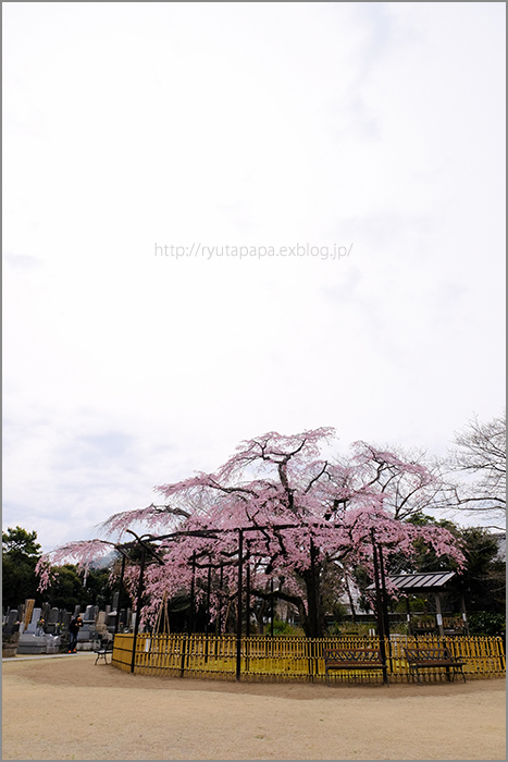 原木山妙行寺のしだれ桜 2_a0280374_11273834.jpg