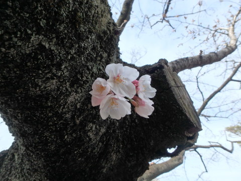 開花狩り、昨日と変わらぬ、今日でした _f0052277_01484907.jpg