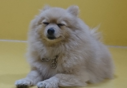 スヤスヤ…💤_f0357682_12341254.jpg