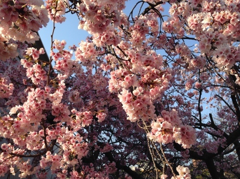 春到来。_e0190287_21020736.jpg