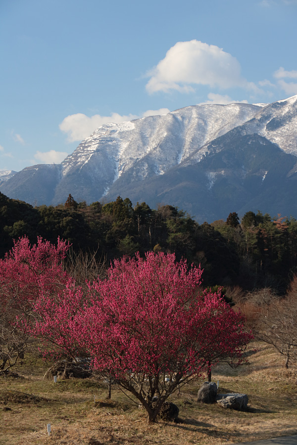 17.03.11：MJKさんと行く、いなべ梅林公園、大久保の節分草、墨俣の光受寺２_c0007190_19345753.jpg