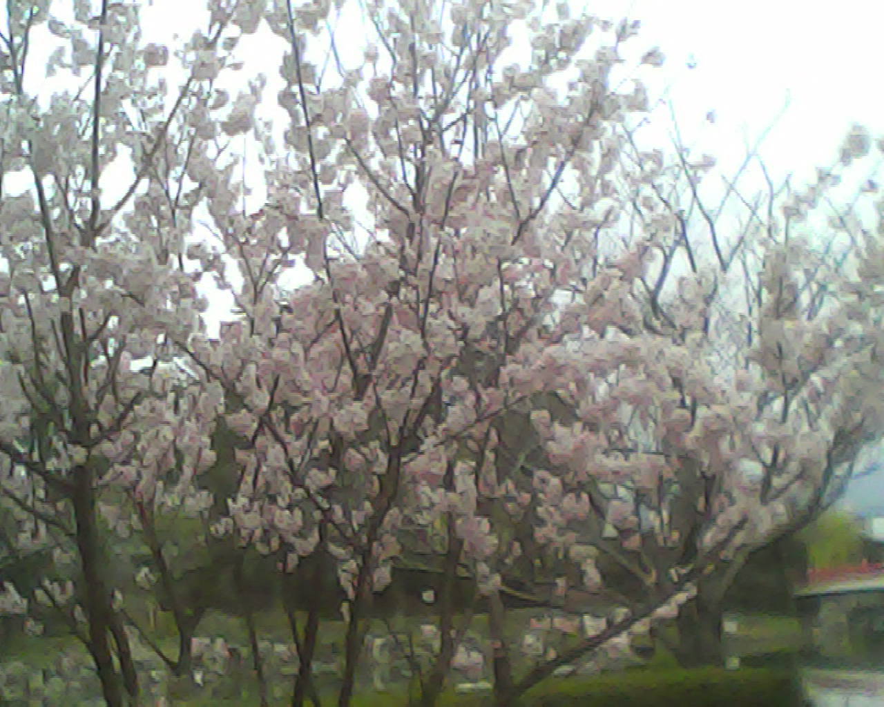 a0335493_19405903.jpg