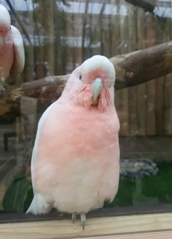 神戸どうぶつ王国 クルマサカオウム どうぶつたちと私