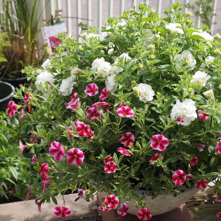 1年の寄せ植え計画_a0292194_221202.jpg