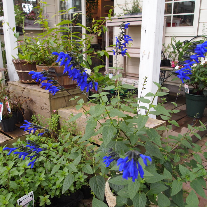 1年の寄せ植え計画_a0292194_2243575.jpg