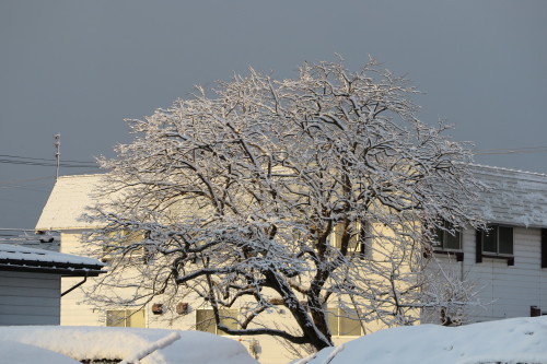 ３月２５日・米沢の今朝の最低気温は　－４．２℃&積雪状態_c0075701_06383399.jpg