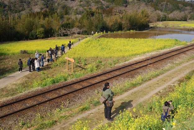 小湊鉄道沿線・石神の菜の花畑_d0083502_13324740.jpg