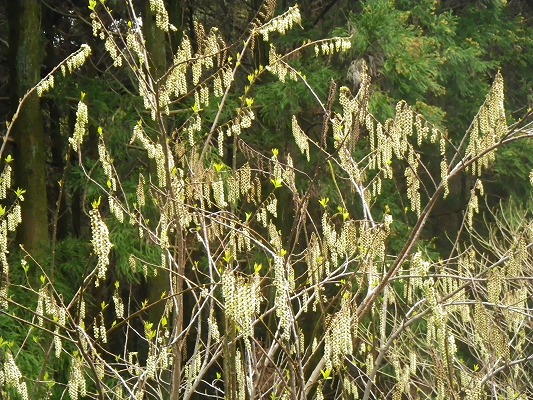 f0187402_20593710.jpg