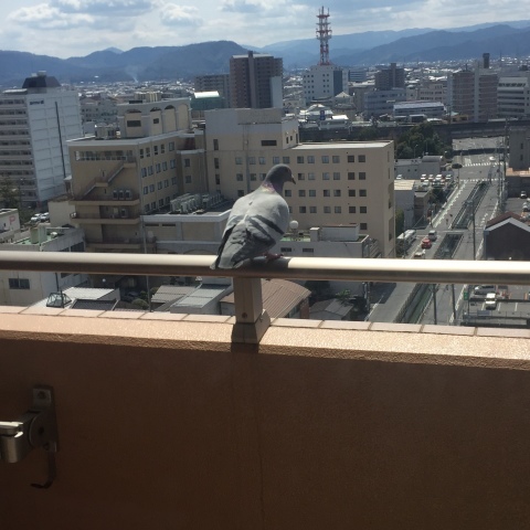 喫茶 1er ぷるみえ (高菜と鶏そぼろご飯中華あんかけソース)_e0115904_14354615.jpg
