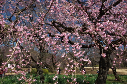 新宿御苑の桜の季節の始まり3_a0263109_20052642.jpg