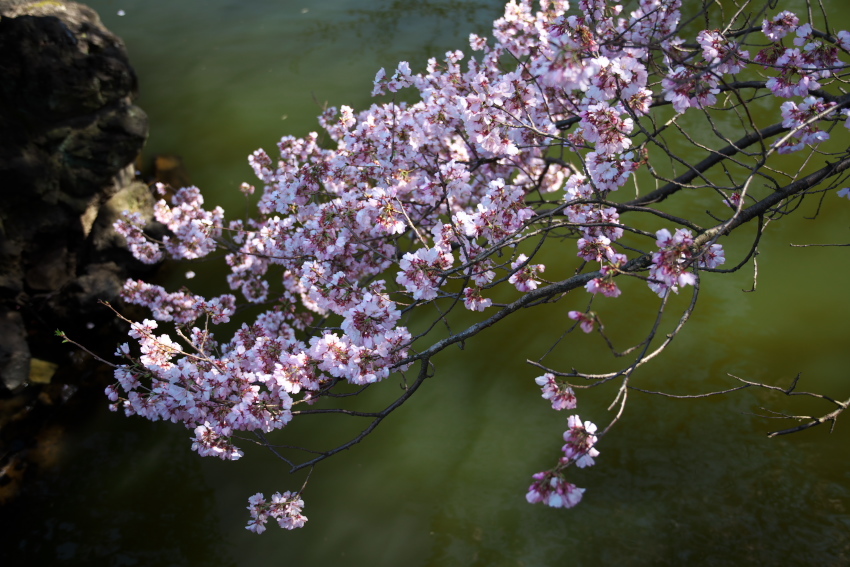 新宿御苑の桜の季節の始まり3_a0263109_20073006.jpg