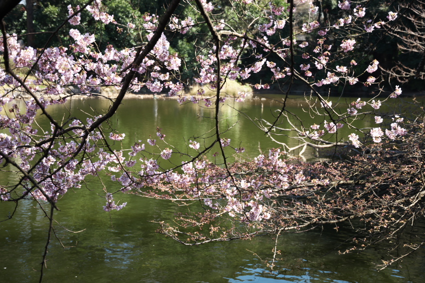 新宿御苑の桜の季節の始まり3_a0263109_20073061.jpg