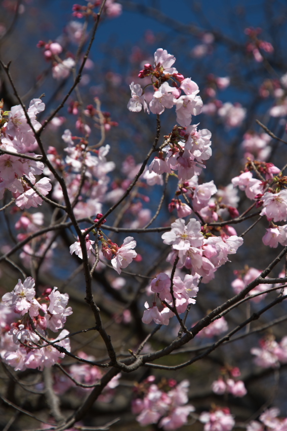 新宿御苑の桜の季節の始まり3_a0263109_20073152.jpg