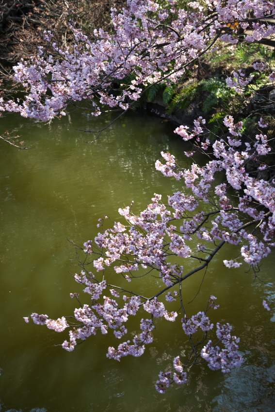 新宿御苑の桜の季節の始まり3_a0263109_20073193.jpg