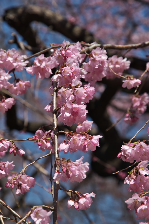 新宿御苑の桜の季節の始まり3_a0263109_20073285.jpg