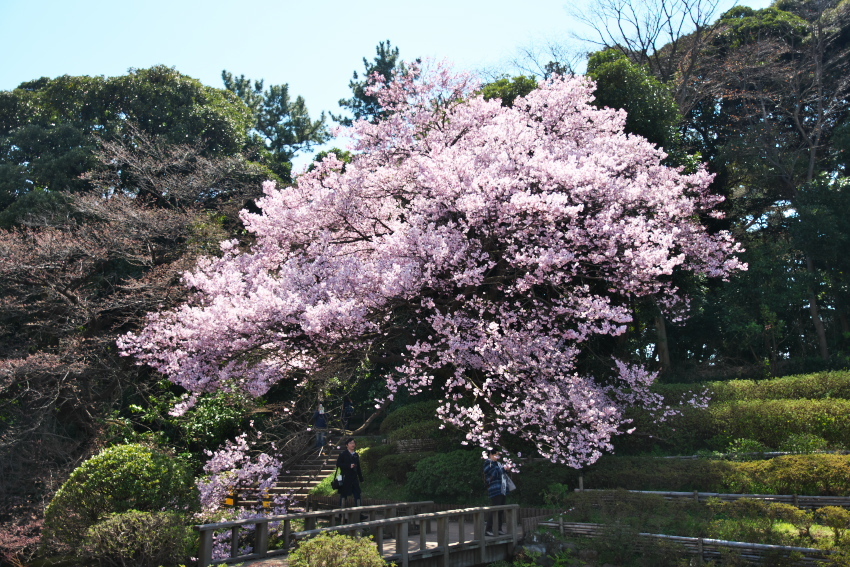 新宿御苑の桜の季節の始まり3_a0263109_20083419.jpg