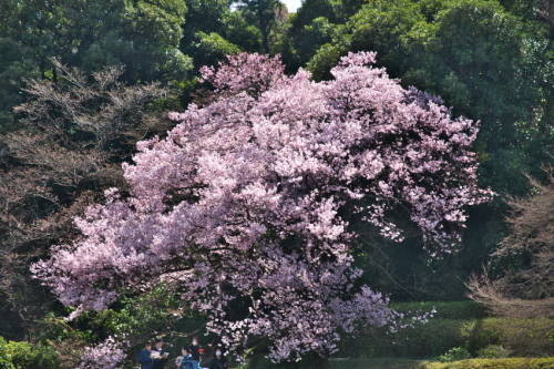 新宿御苑の桜の季節の始まり3_a0263109_20083520.jpg