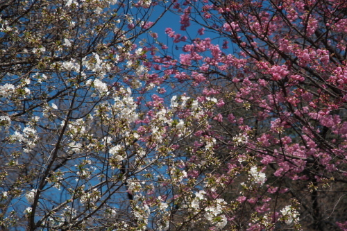 新宿御苑の桜の季節の始まり3_a0263109_20083656.jpg