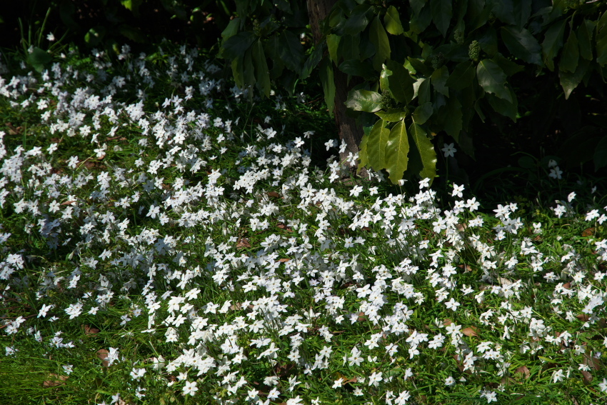 新宿御苑の桜の季節の始まり3_a0263109_20093577.jpg