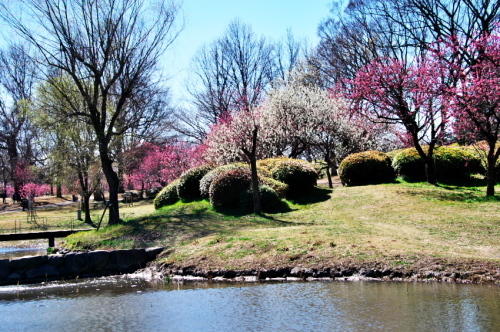 古河総合公園の花桃1_a0263109_21244899.jpg