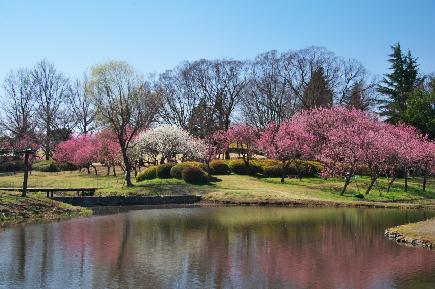 古河総合公園の花桃1_a0263109_21253914.jpg