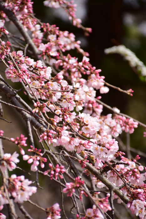 枝垂れ桜　3分咲き♪ - 今日もカメラを手に･･･♪