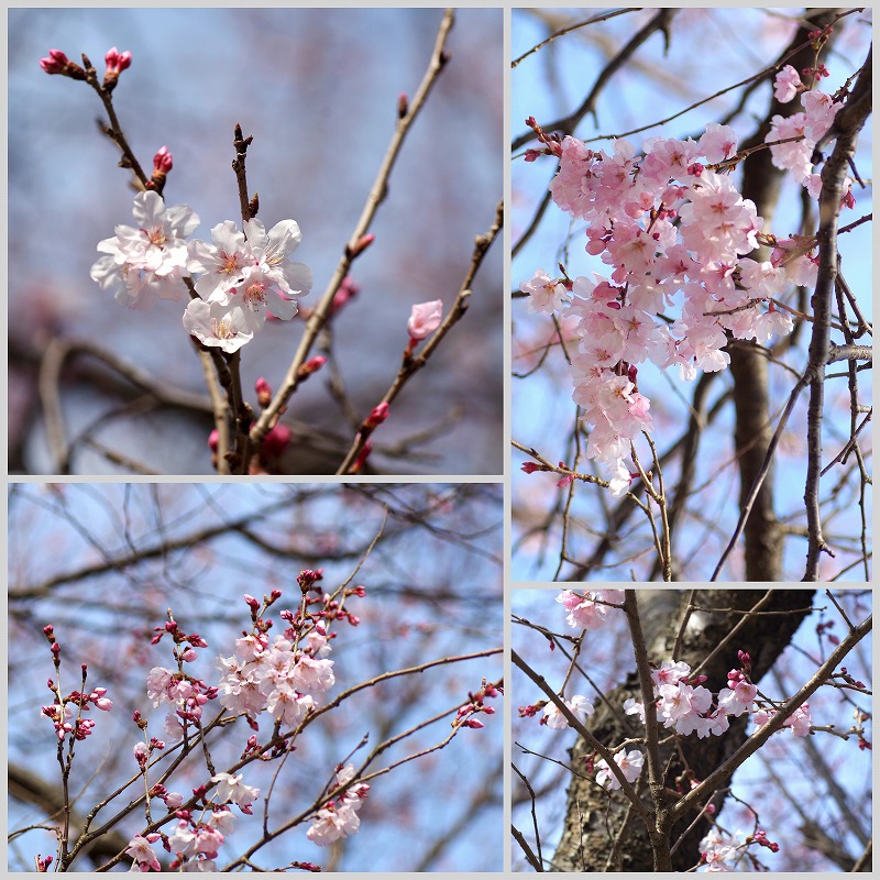 早咲きの桜_d0147812_16531459.jpg