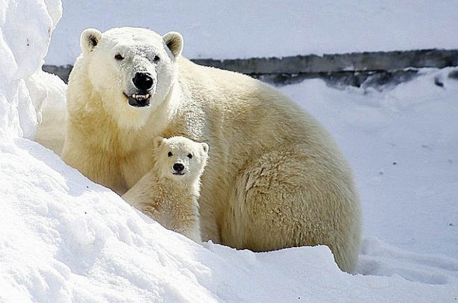 ロシア北東部・サハ共和国、ヤクーツク動物園で誕生の赤ちゃんが屋外に登場 ～ 早々と6～7月に移動の予定_a0151913_105953.jpg