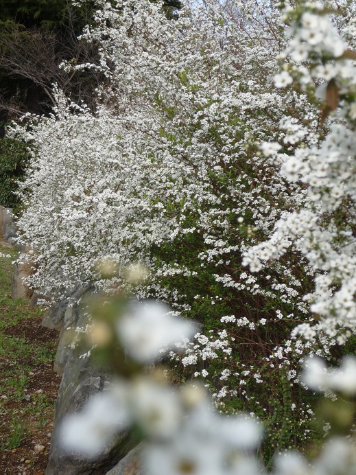 桜咲いたら_c0202113_10354582.jpg