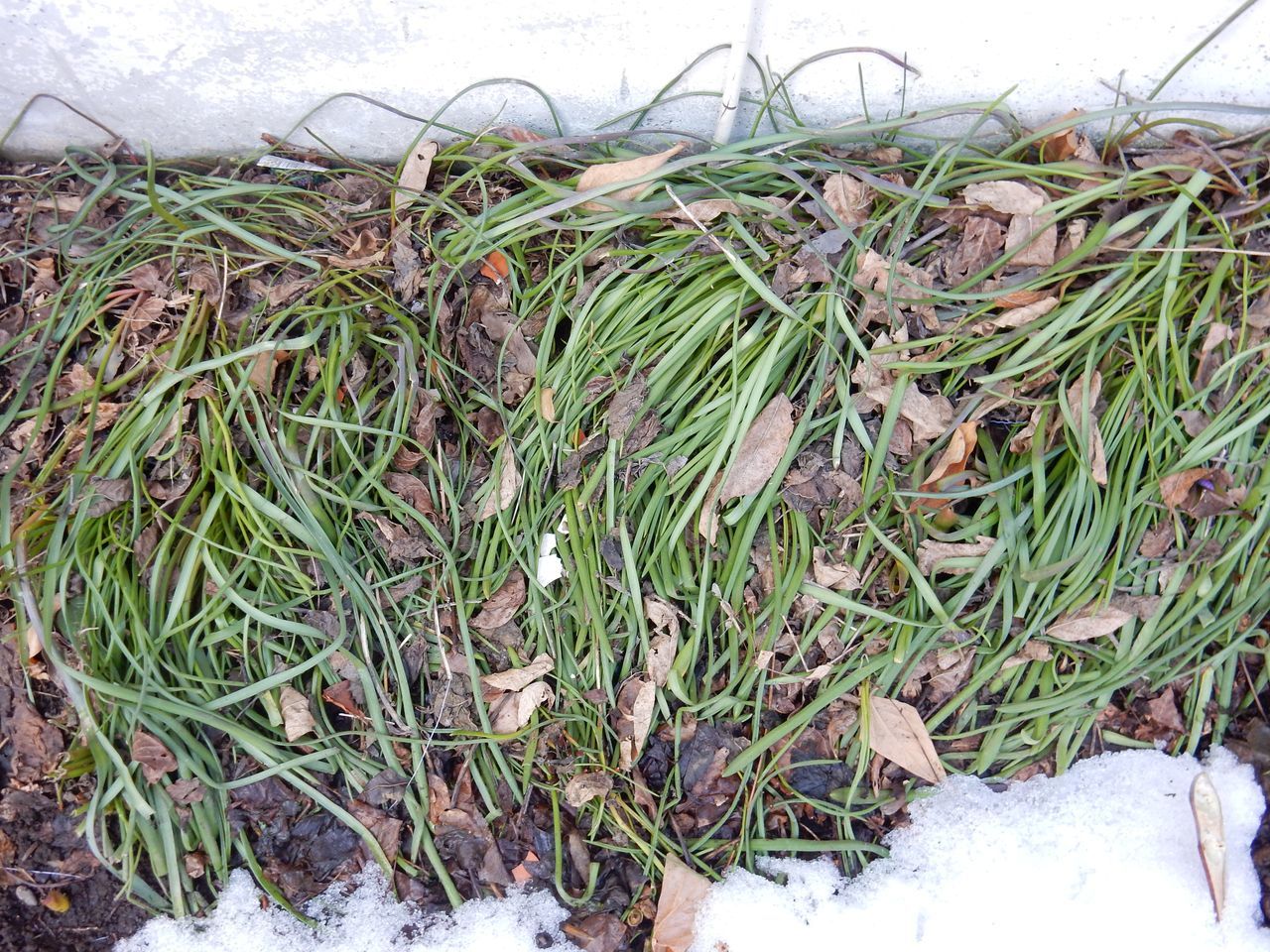 今日は雪が解ける日_c0025115_20574940.jpg