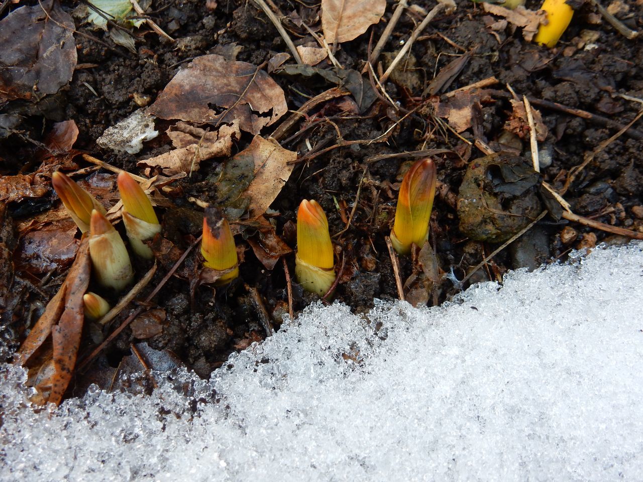 今日は雪が解ける日_c0025115_20575317.jpg