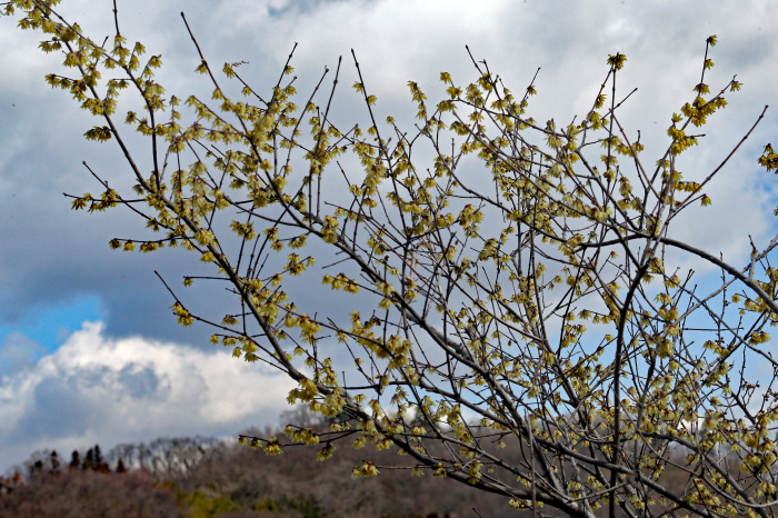 福島市渡利　「花見山の花」_d0106628_10105022.jpg