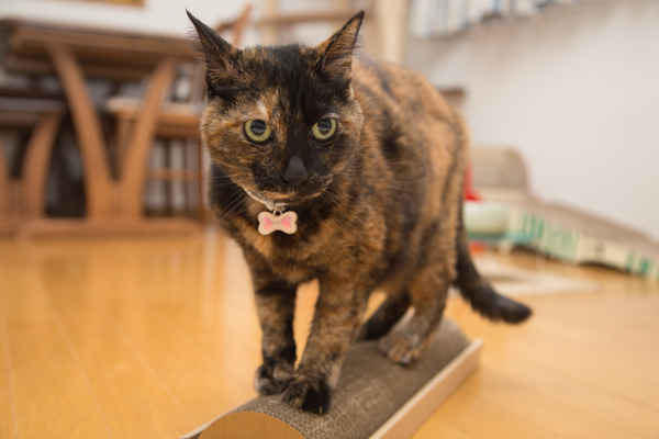 にゃんず日記と登場猫人たちの紹介_d0355333_12281557.jpg