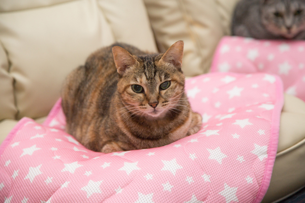 にゃんず日記と登場猫人たちの紹介_d0355333_12281781.jpg