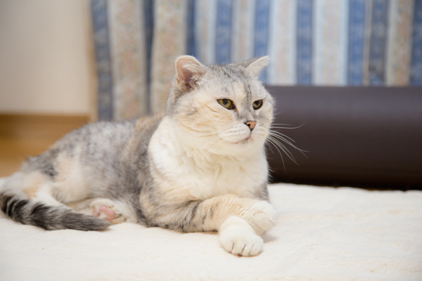 にゃんず日記と登場猫人たちの紹介_d0355333_16293422.jpg