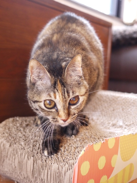 猫のお留守番 ワサビちゃん天ちゃん麦くん茶くん編。_a0143140_2213711.jpg