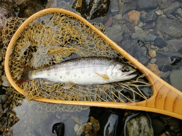 アマゴが釣れずに、マンモスに釣られた日！_a0201743_09215245.jpg