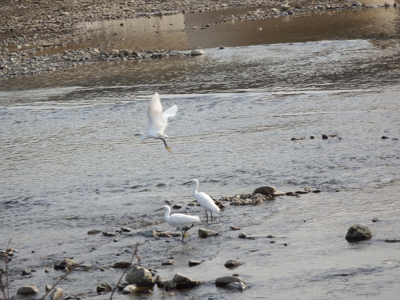 カワセミ・セグロセキレイ・ハクセキレイ・コサギ、浅川_d0354344_17135860.jpg