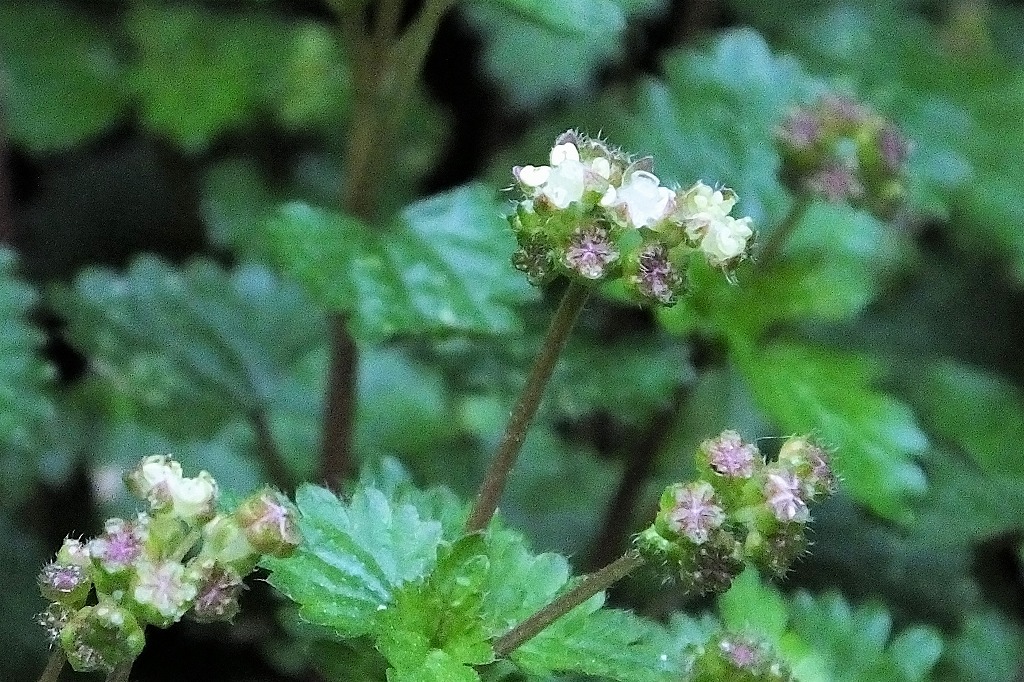 b0236251_10372736.jpg