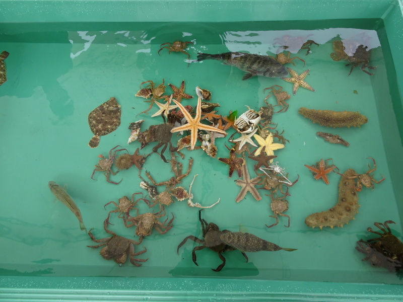 「さとうみ磯浜」「しおさい楽習館」オープニング記念式典・・・せんなん里海公園_c0108460_22440504.jpg