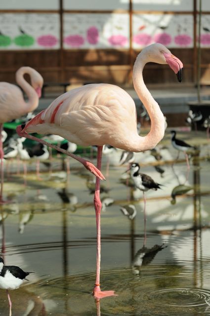 オオハシとトキの水辺のエリア 蜜蜂的写真日記