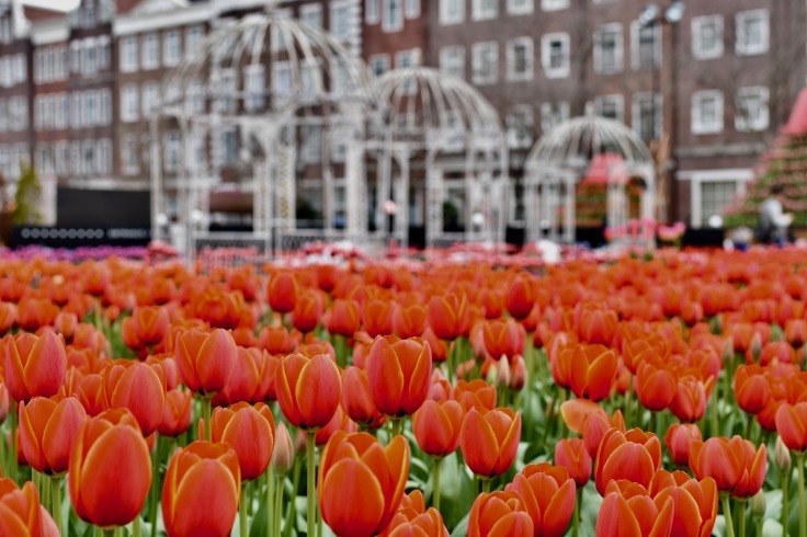 Today\'s Tulip＊_b0348670_17423963.jpg