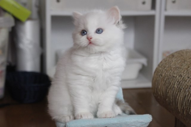ノアっ仔達 仔猫らしくなってるな~_a0285571_22461140.jpg