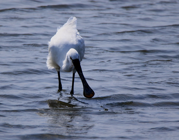 冬鳥珍鳥　クロツラヘラサギとヘラサギ_b0227680_21565872.jpg