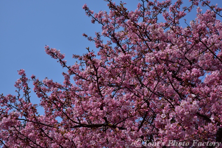 富山散歩～県東部383～今年も河津桜が咲きました(前編)_b0155692_19415051.jpg