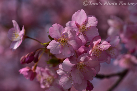 富山散歩～県東部383～今年も河津桜が咲きました(前編)_b0155692_19432947.jpg