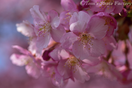 富山散歩～県東部383～今年も河津桜が咲きました(前編)_b0155692_19444491.jpg