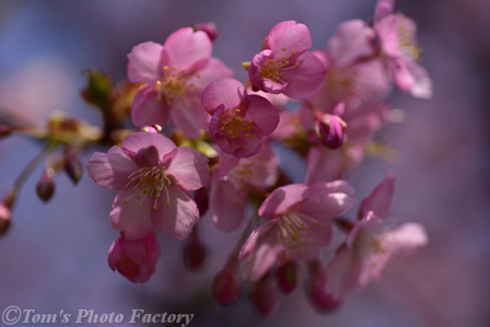 富山散歩～県東部383～今年も河津桜が咲きました(前編)_b0155692_19451617.jpg