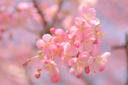 富山散歩～県東部383～今年も河津桜が咲きました(前編)_b0155692_19474684.jpg