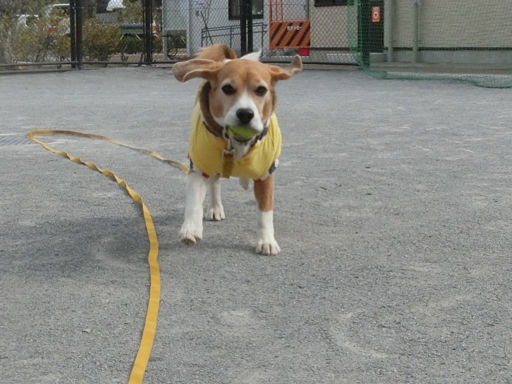 a0319693_8141738.jpg